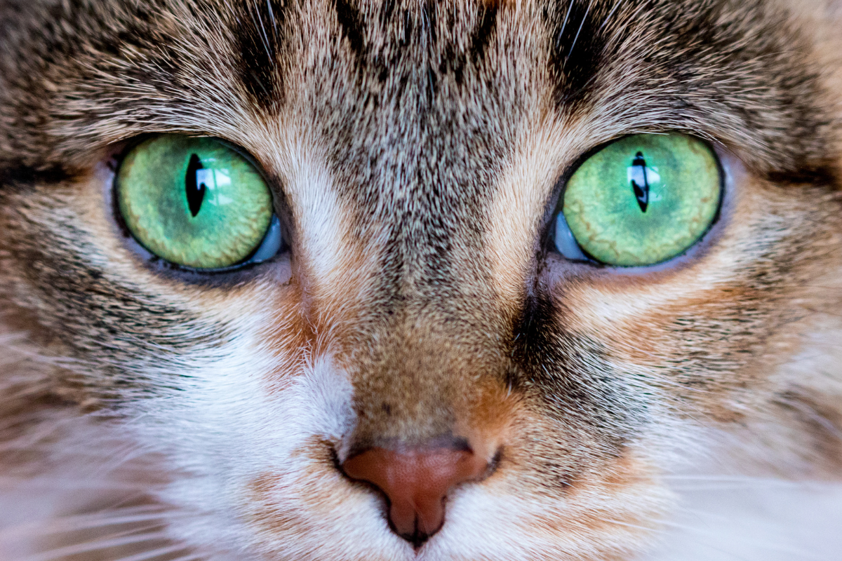 cat color eyes