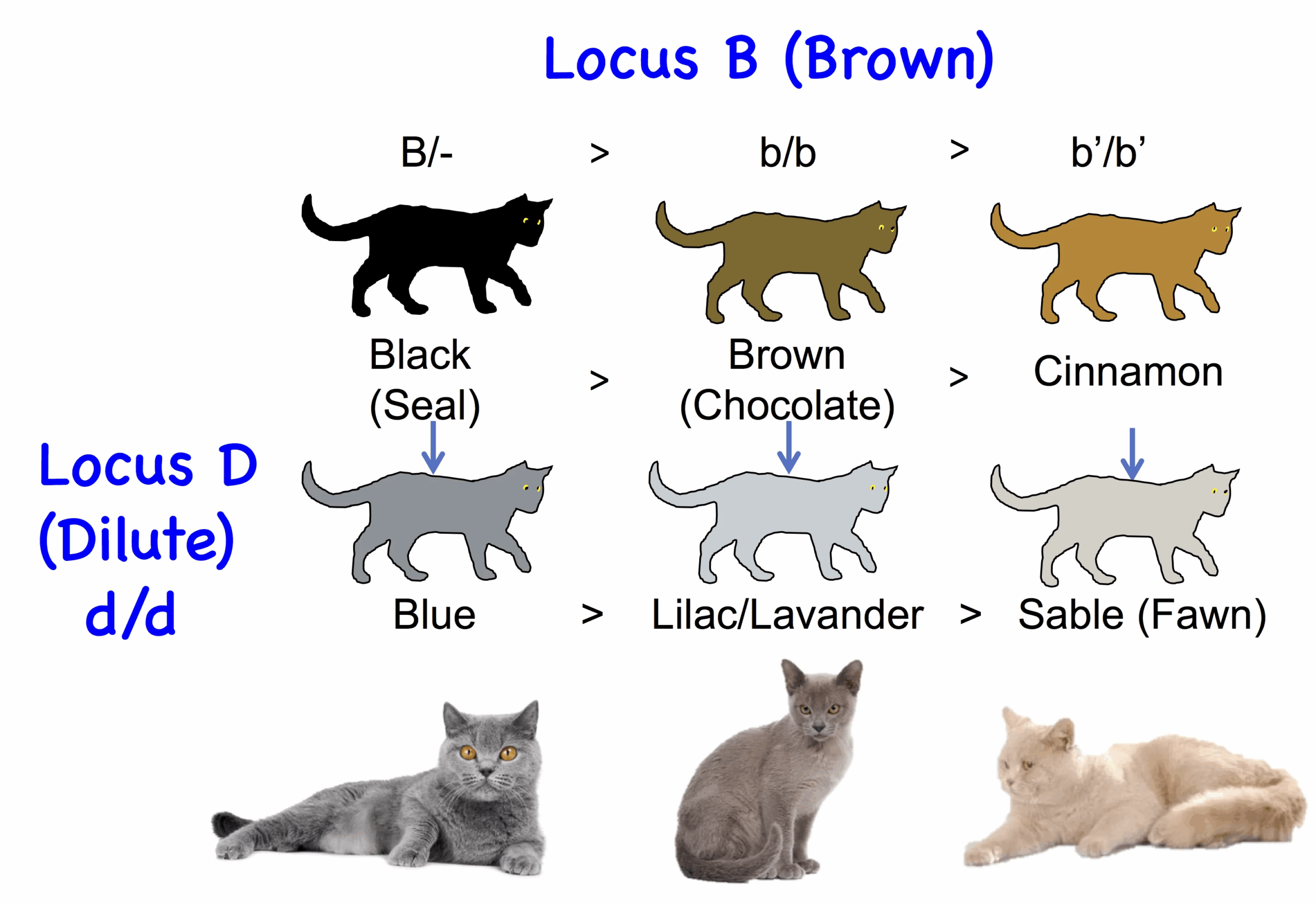 Cat Genetics 2 0 Colours Laboratoire De G n tique V t rinaire