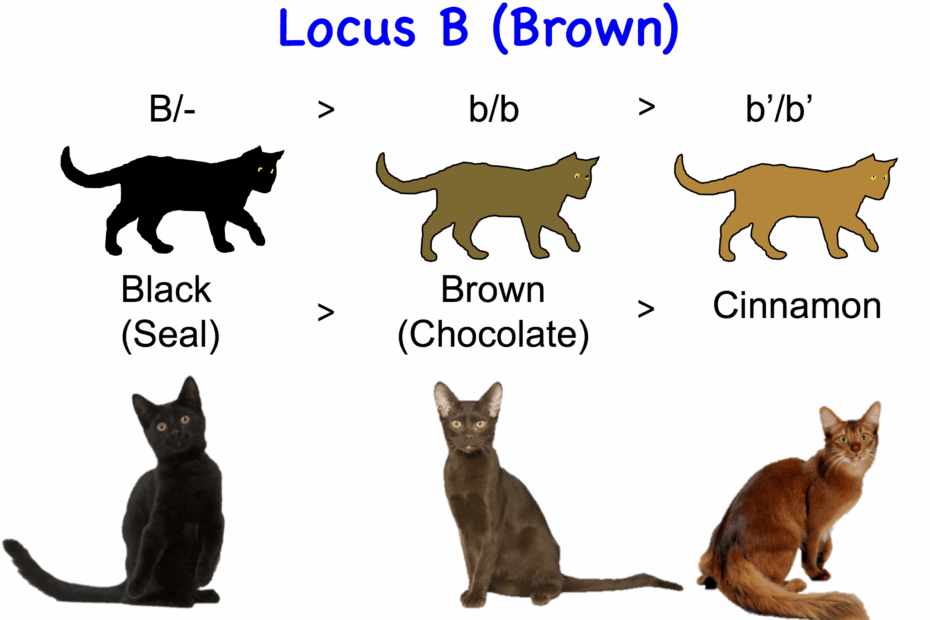 Cat Genetics 2 0 Colours Laboratoire De G n tique V t rinaire
