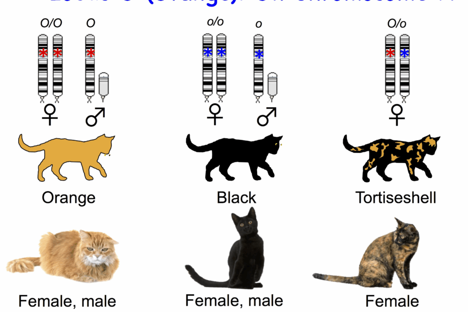 Cat Genetics 2 0 Colours Laboratoire De G n tique V t rinaire