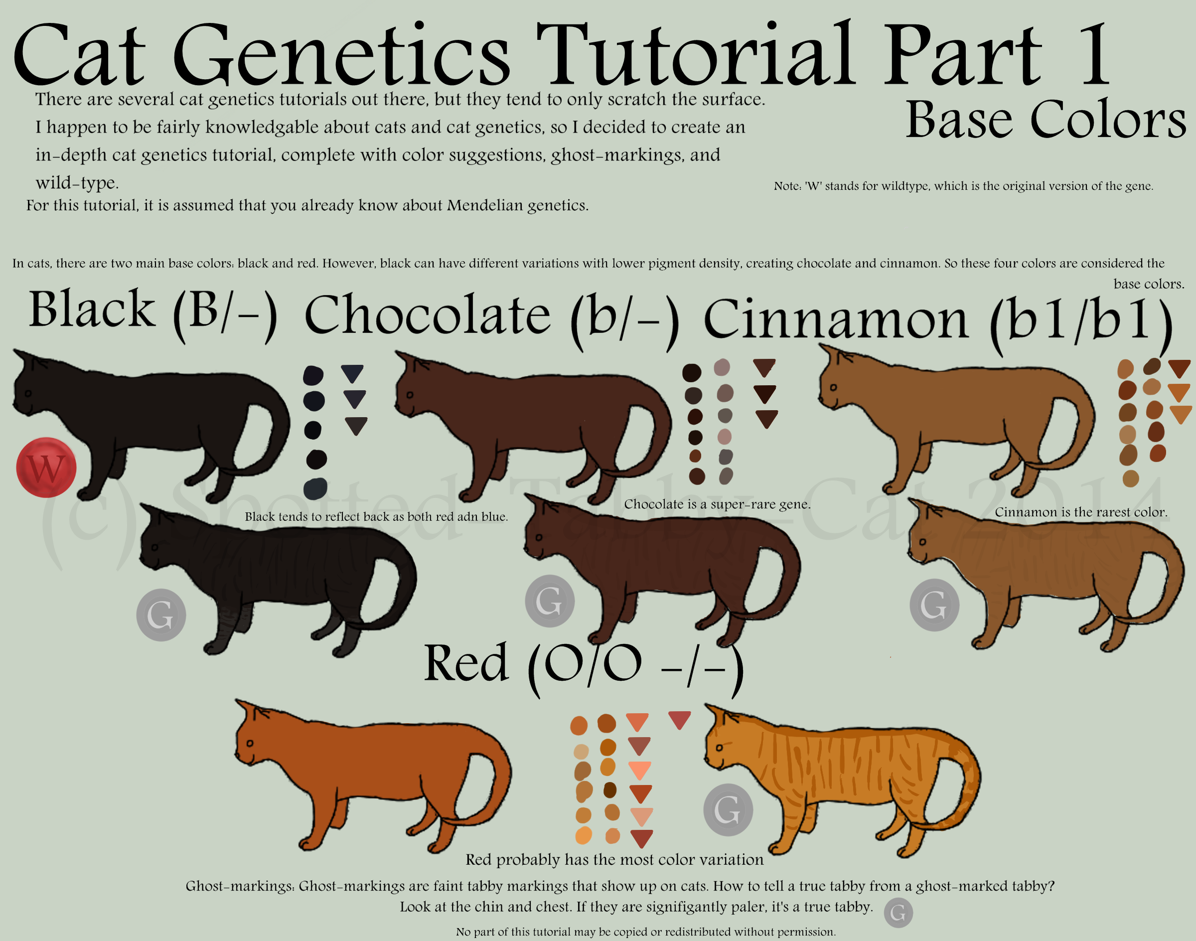 Cat Genetics Tutorial Part 1 Base Colors By Spotted Tabby Cat On DeviantArt