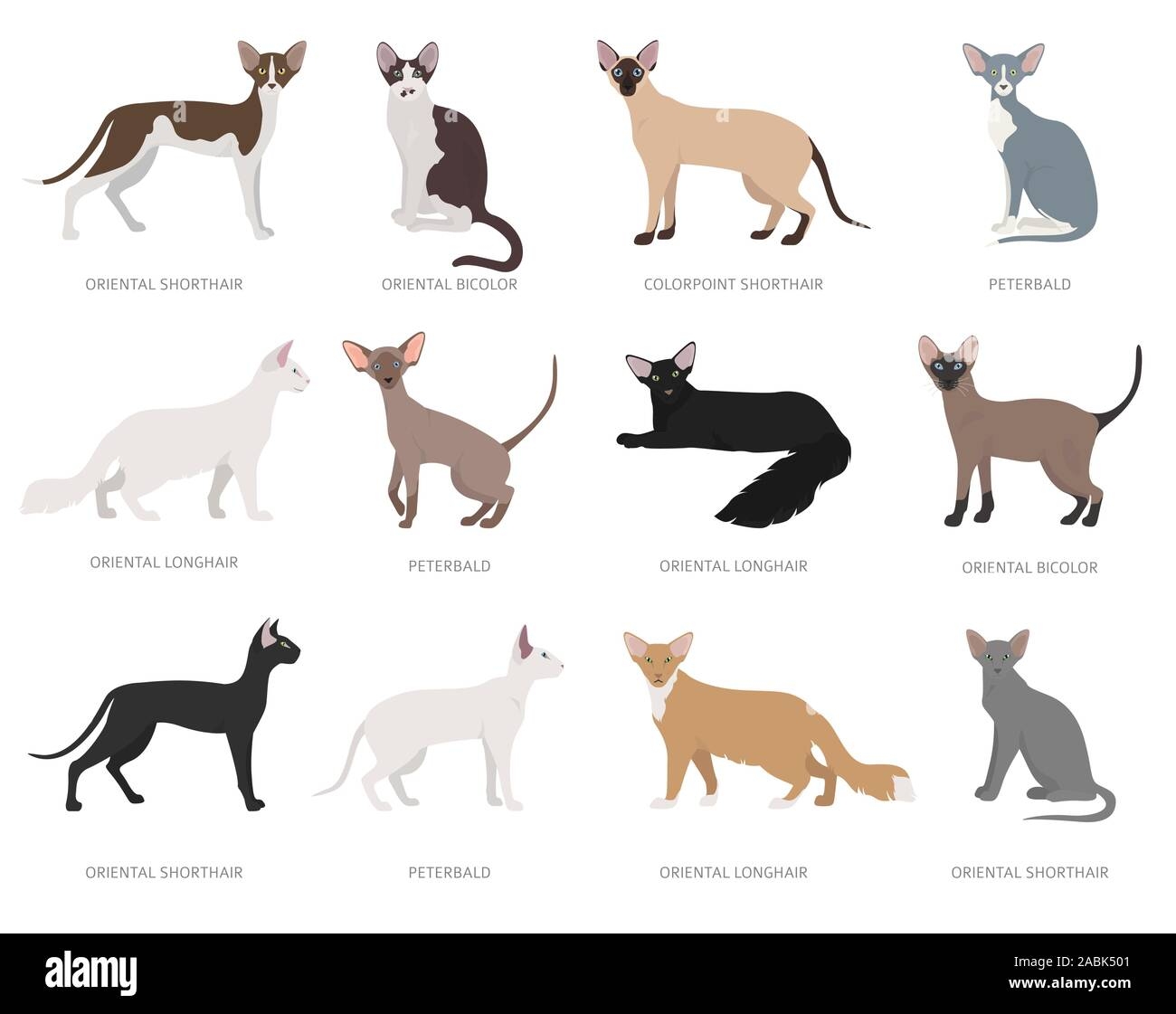 Cat Oriental Shorthair Hi res Stock Photography And Images Page 14 Alamy