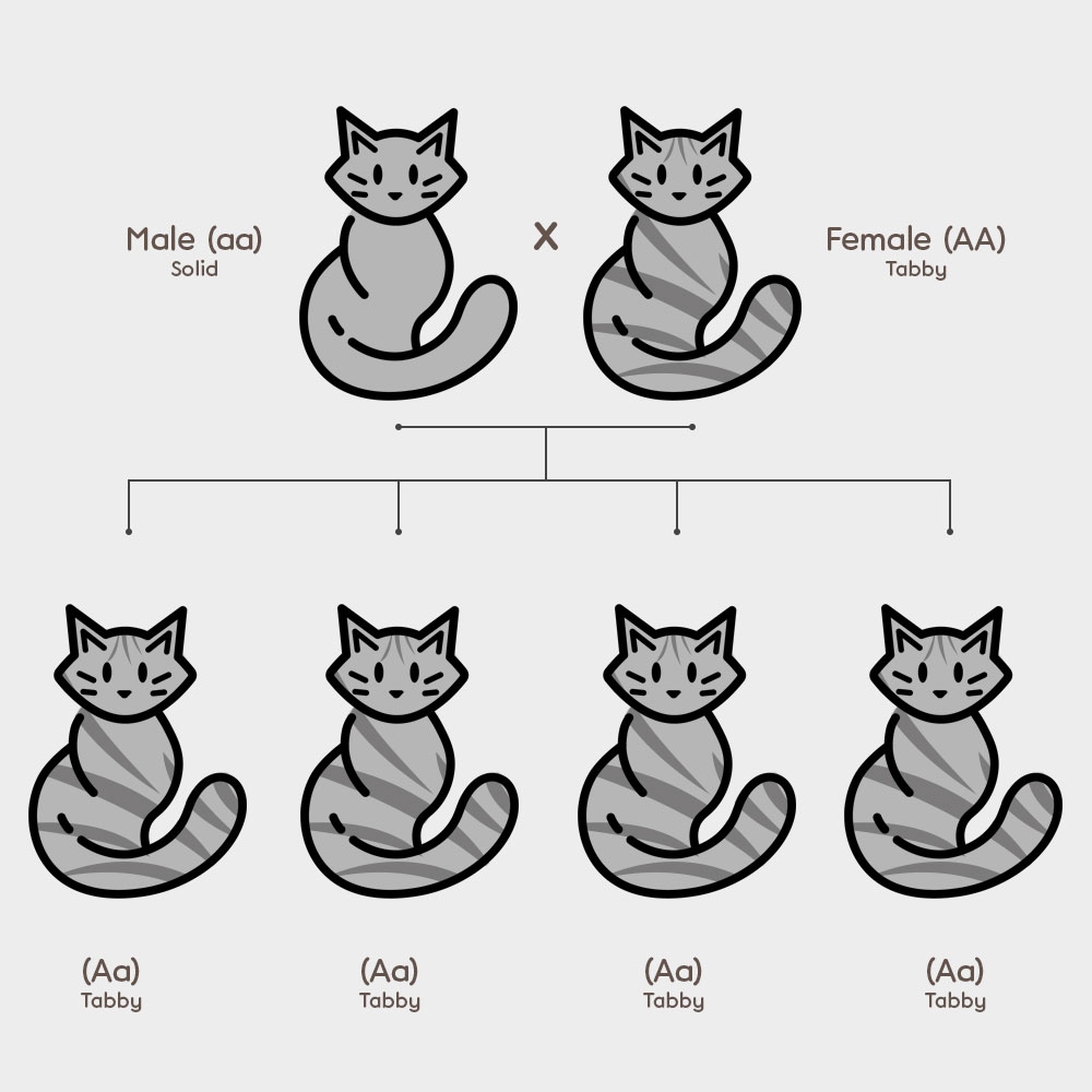 offspring cat coat color chart