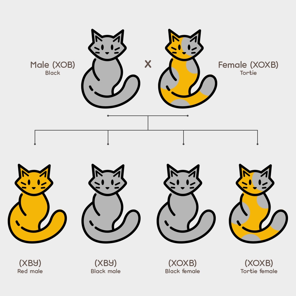 Cat s Coat Color Genetics For Beginners Maine Coon Cattery King Size Russia