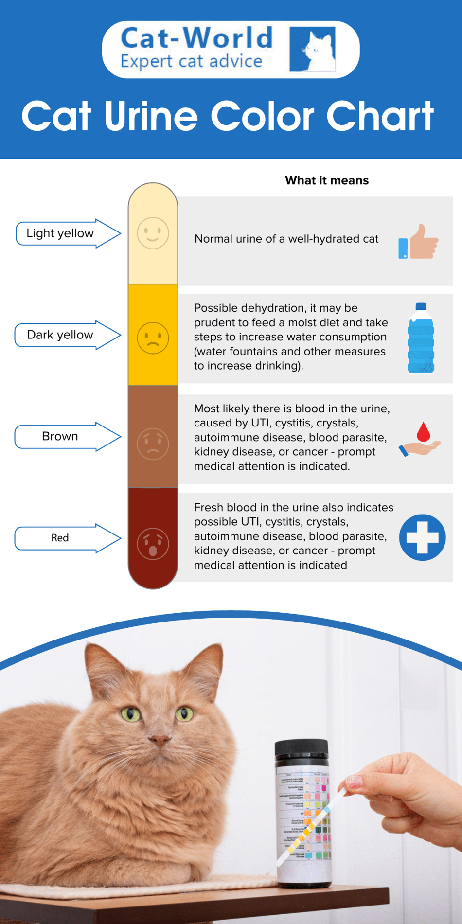 Cat Urine Color Chart Cat World Download Printable PDF 