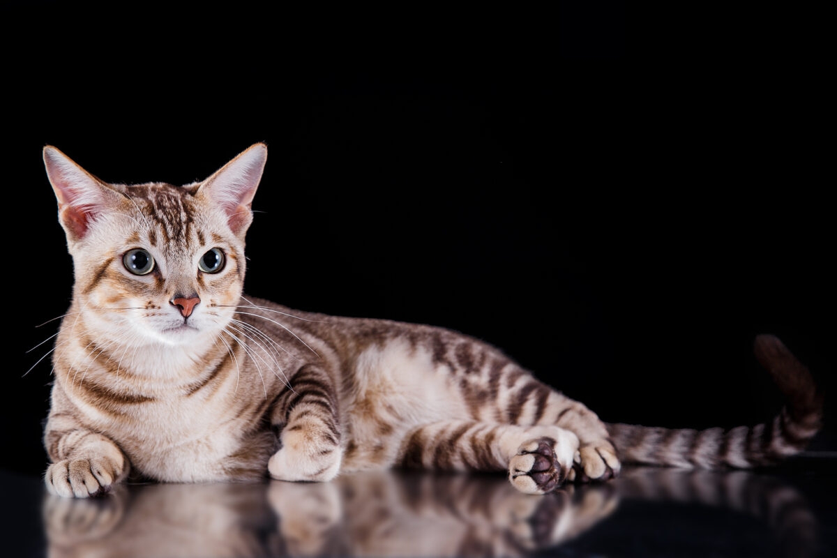 Cats Of Many Colors Fear Free Happy Homes