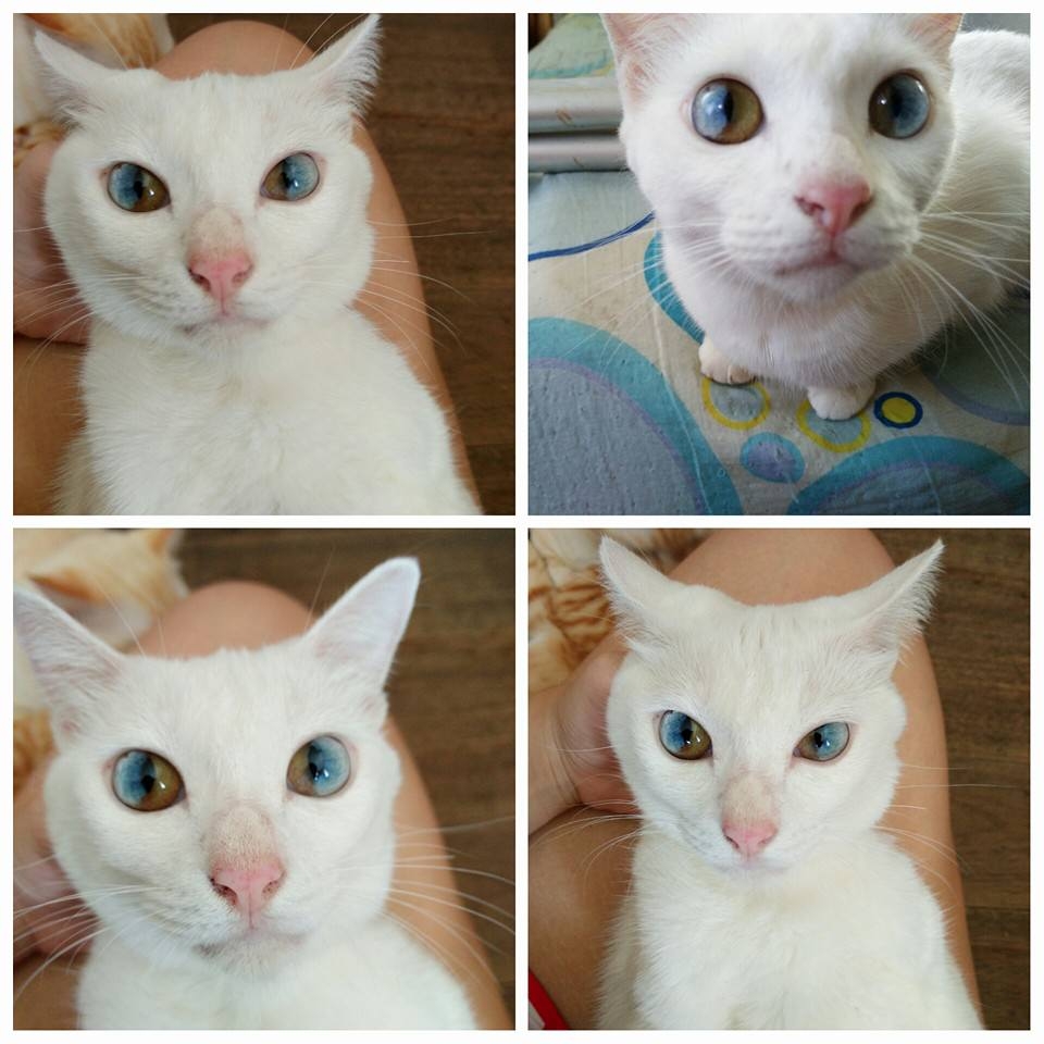 most common cat eye color