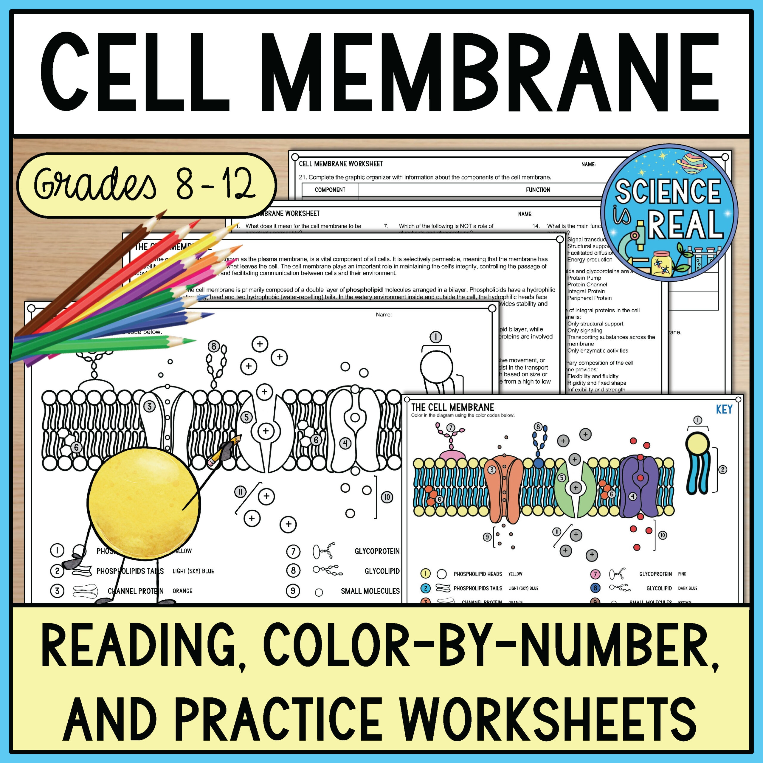 cell membrane color worksheet