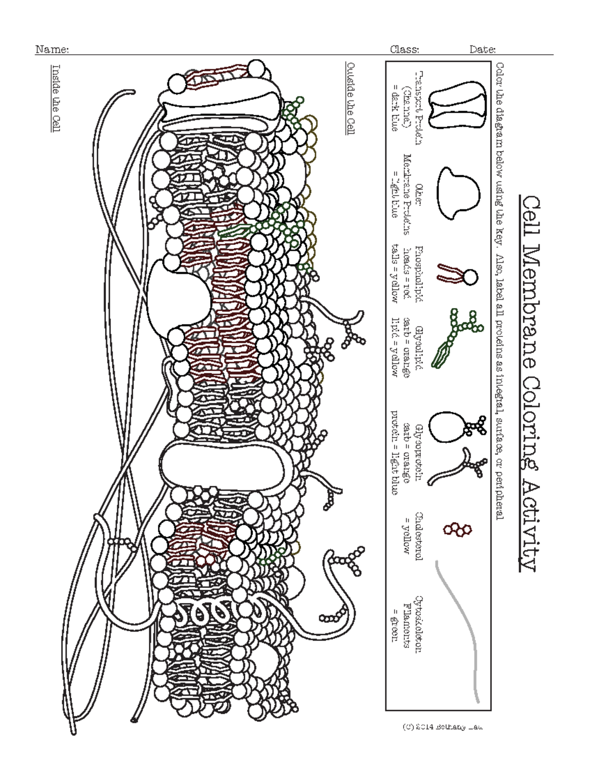 Cell Membrane Coloring Activity Help Students Identify Key 