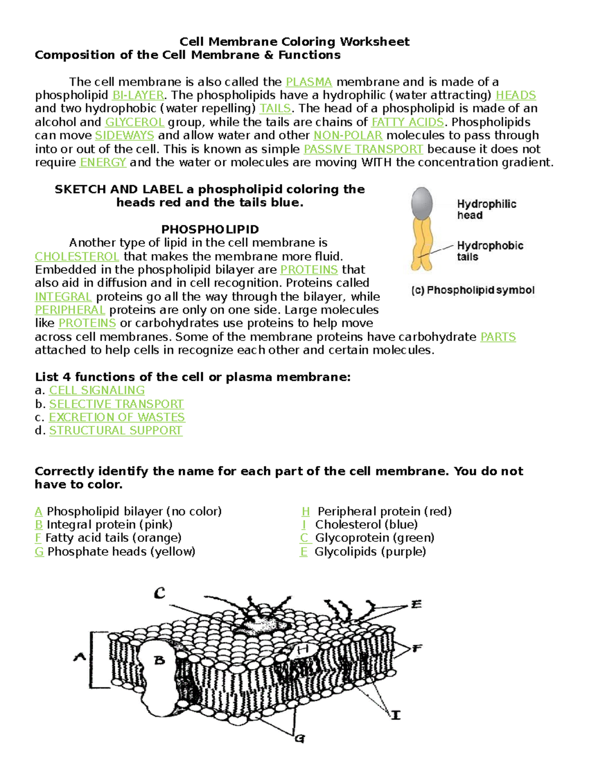 Cell Membrane Coloring Worksheet Cell Membrane Coloring 