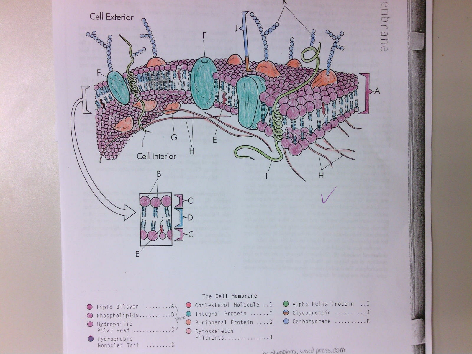 Cell Membrane HC Olympians Worksheets Library