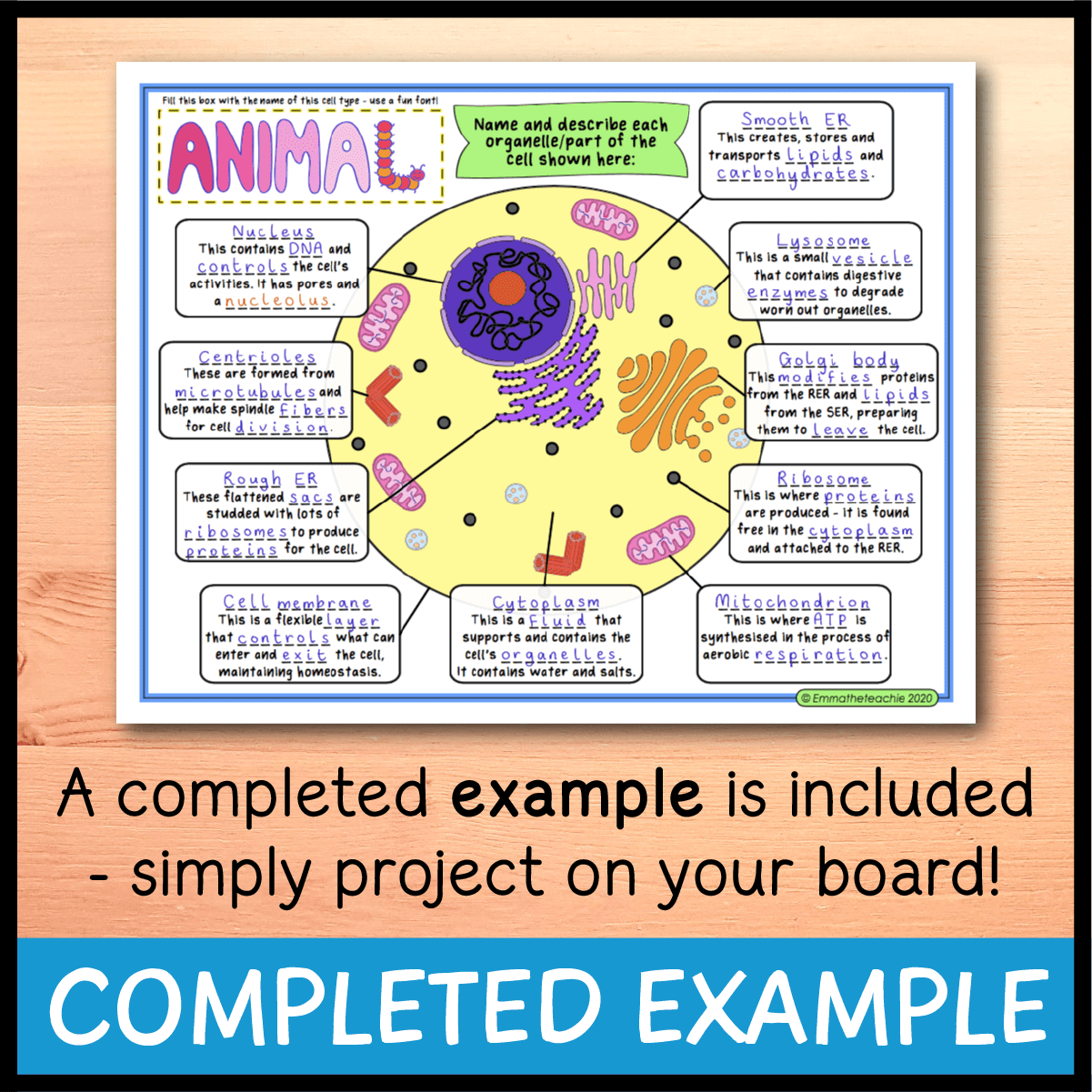 cell organelles worksheet