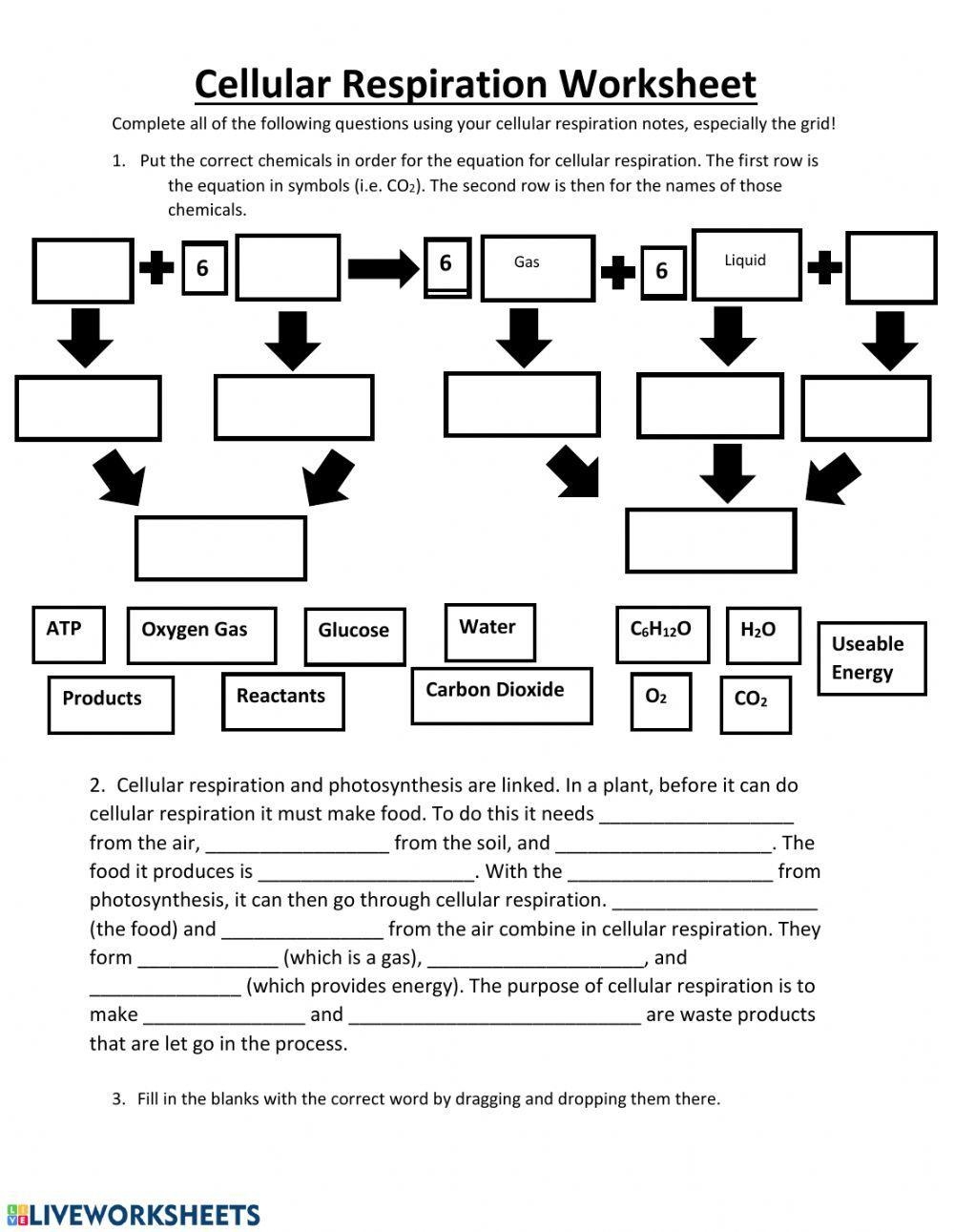 Cellular Respiration Practice Worksheet Live Worksheets Worksheets Library