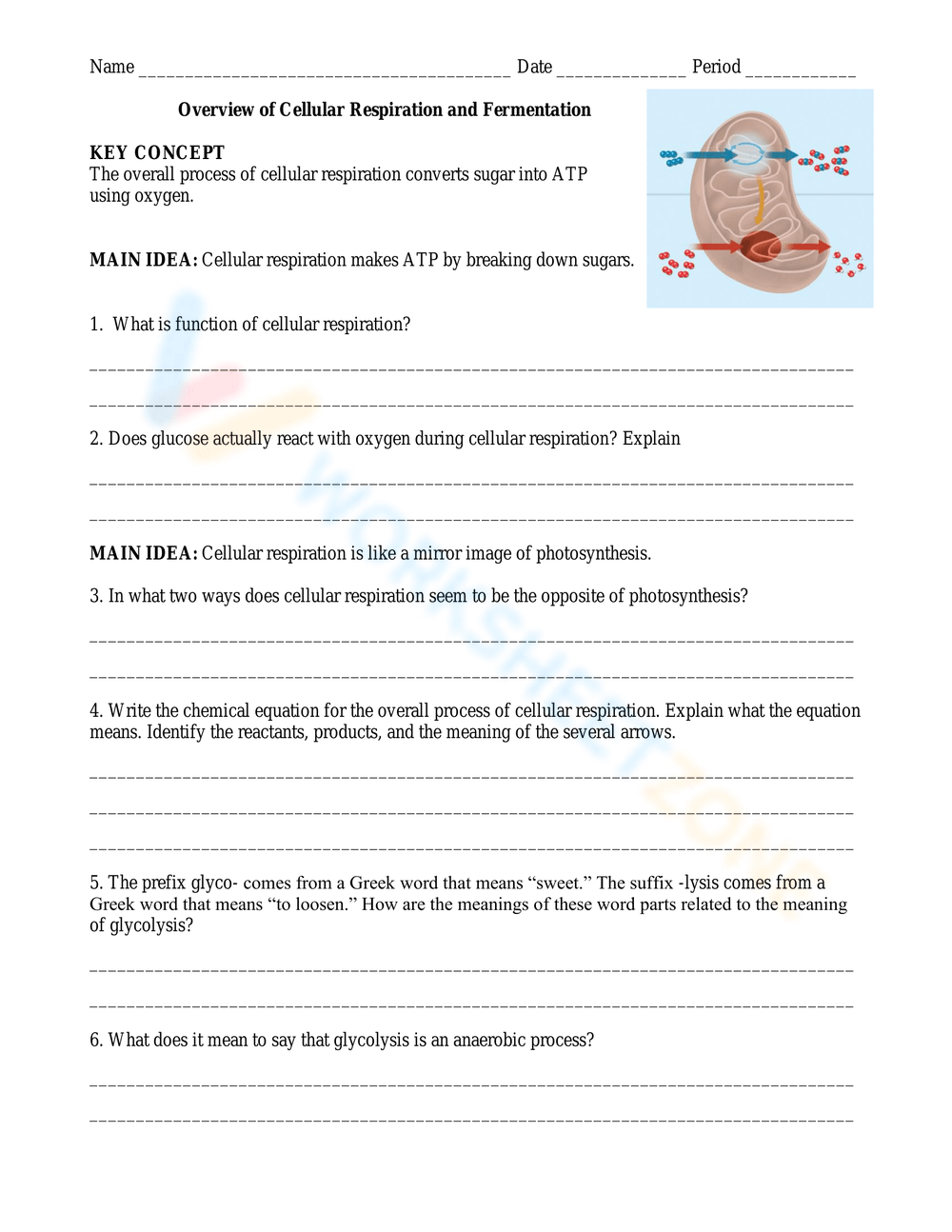 cellular respiration worksheet