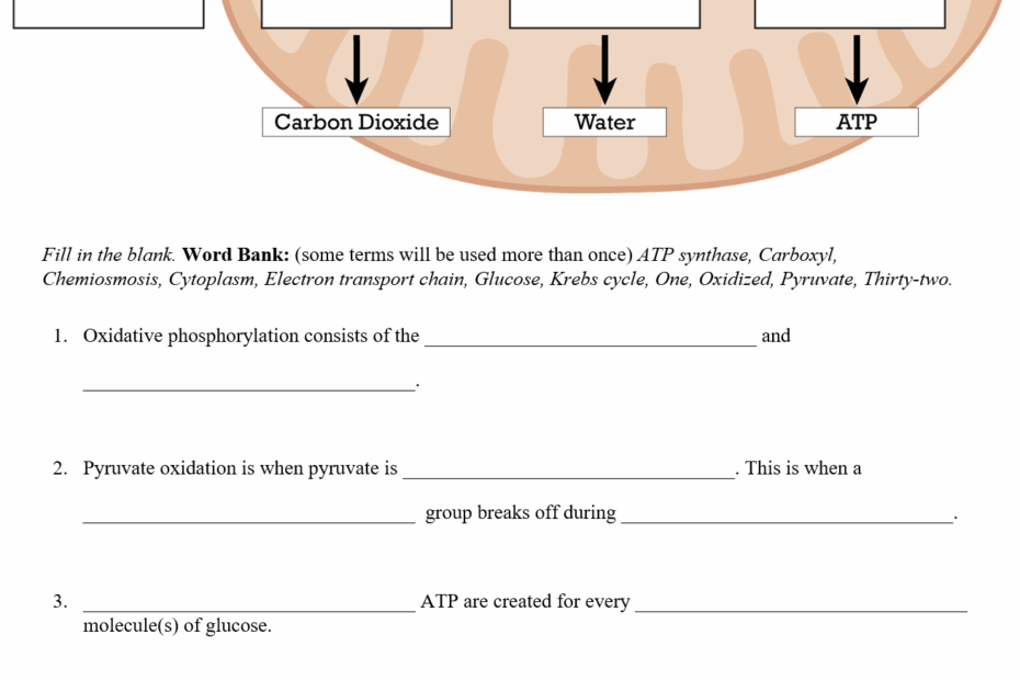 Cellular Respiration Worksheets Teaching Resources