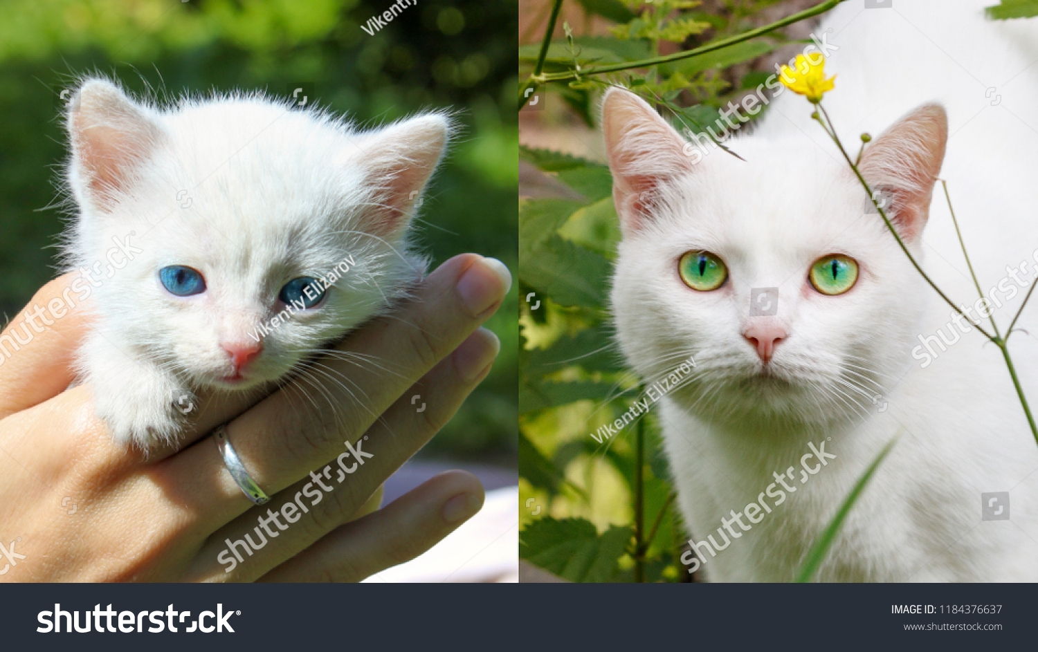 Change Eye Color Age Little Kitten Stock Photo 1184376637 