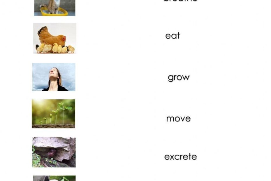 Characteristics Of Living Things Worksheet Live Worksheets Worksheets Library