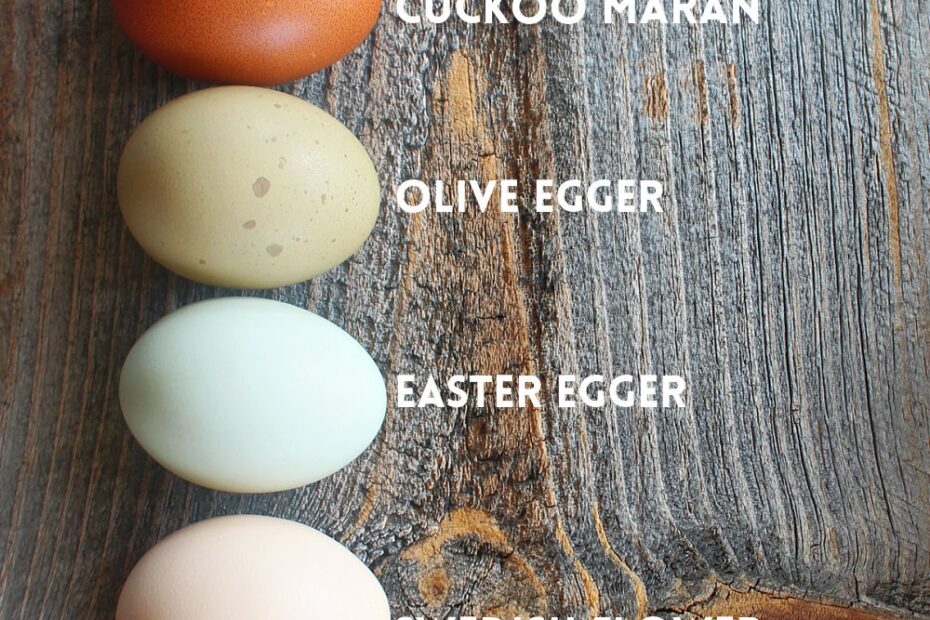 Chicken Breeds For A Colorful Rainbow Of Eggs Montana Homesteader