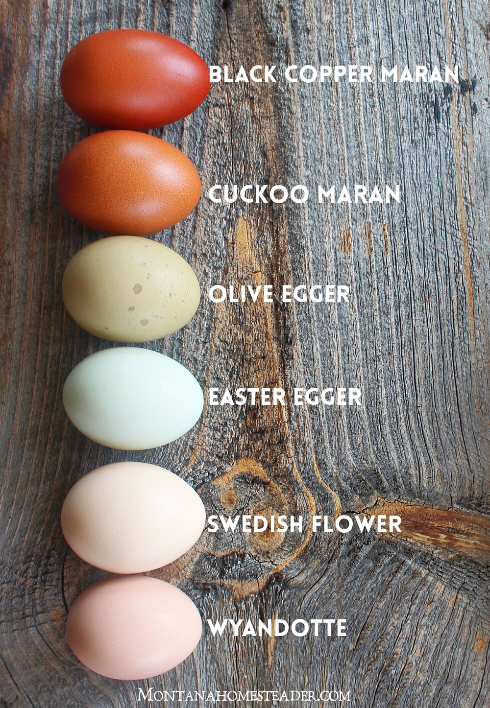 Chicken Breeds For A Colorful Rainbow Of Eggs Montana Homesteader