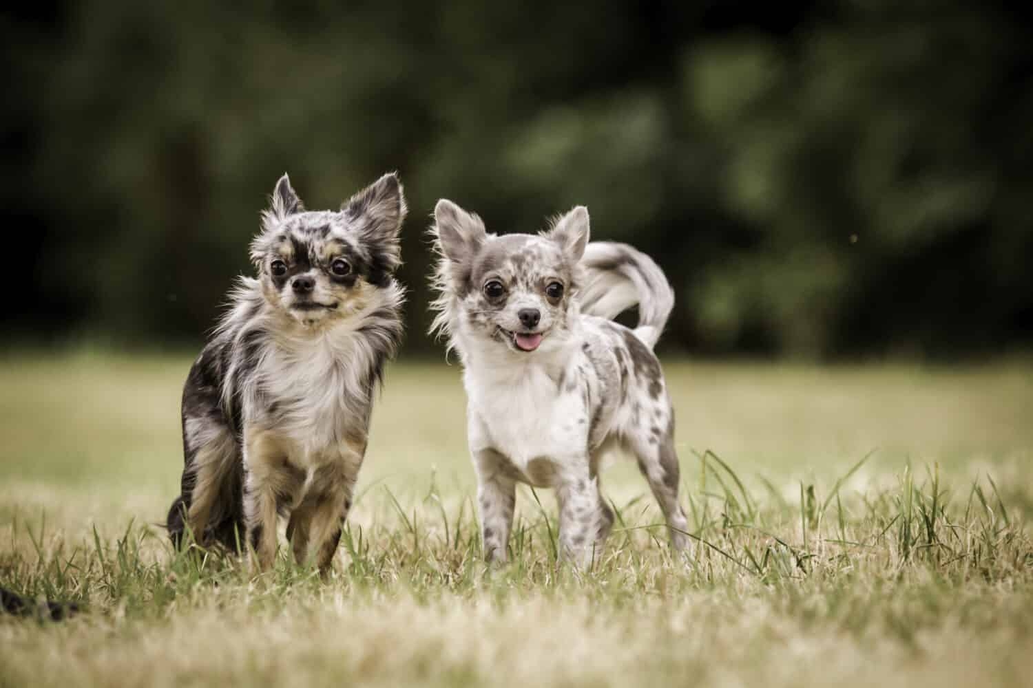 Chihuahua Colors Rarest To Most Common A Z Animals