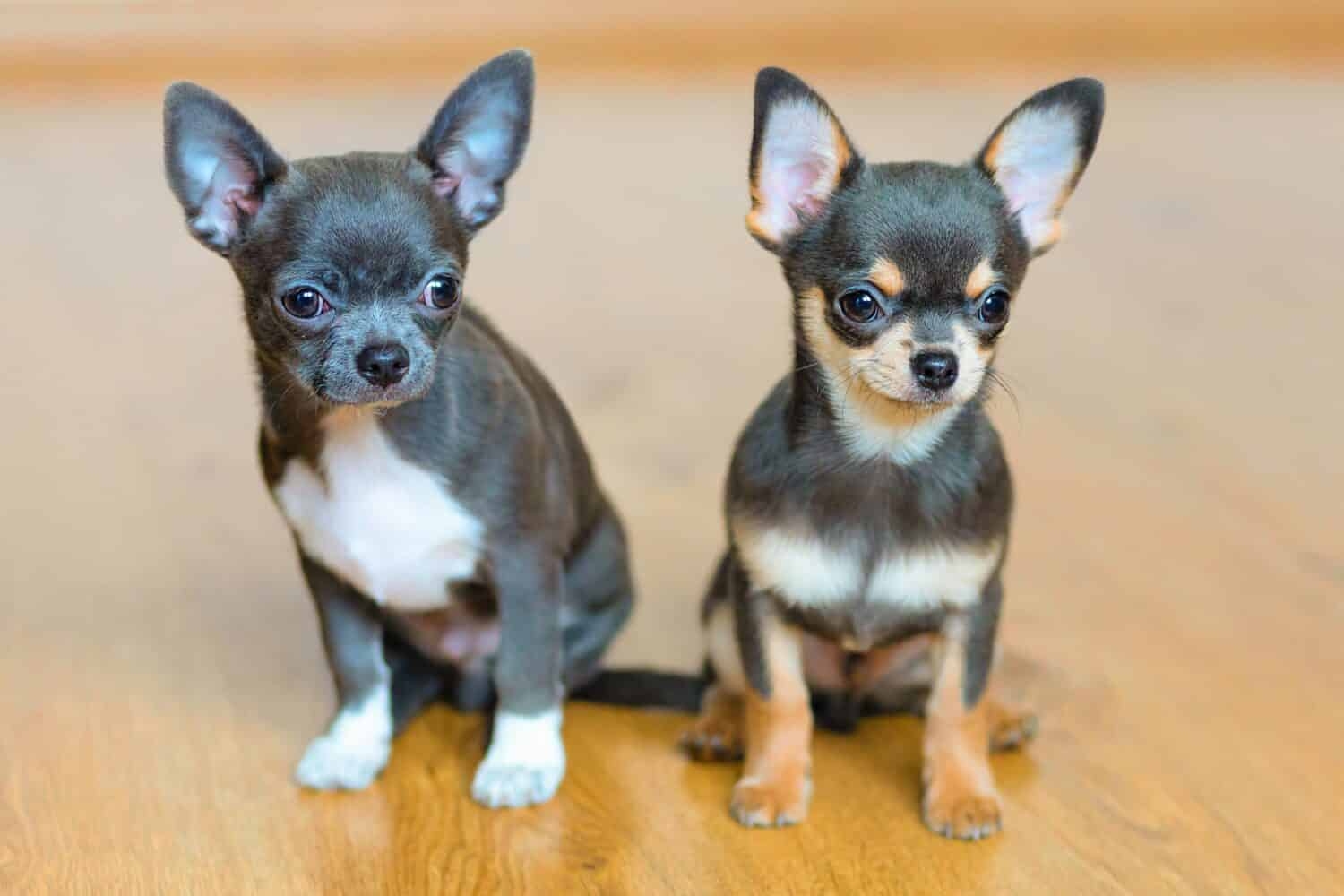 Chihuahua Colors Rarest To Most Common A Z Animals