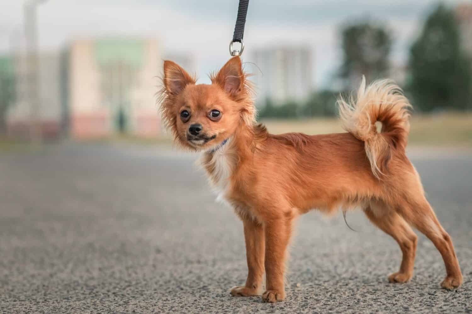 Chihuahua Colors Rarest To Most Common A Z Animals