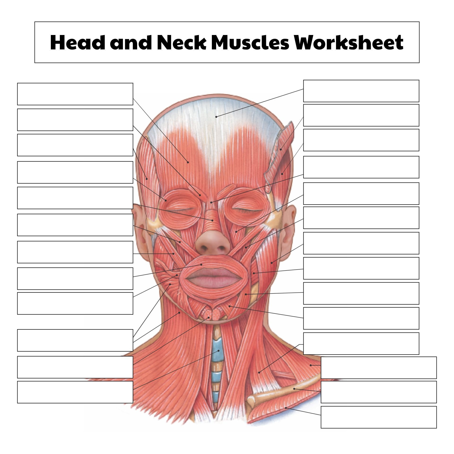 College Anatomy Worksheets Muscles 10 Free PDF Printables Printablee