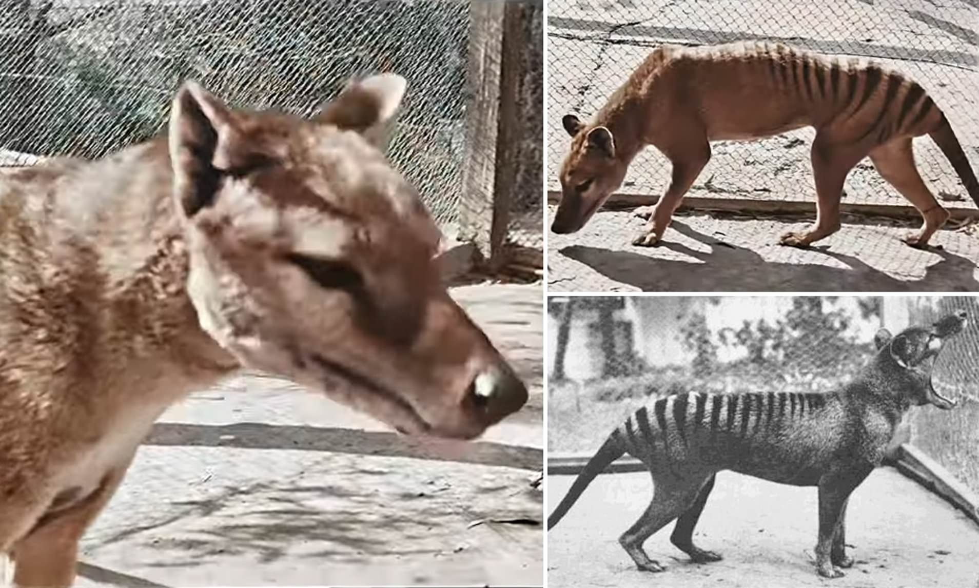 Colourised Footage Of Benjamin The Last known Tasmanian Tiger In Full High Definition Is Released Daily Mail Online