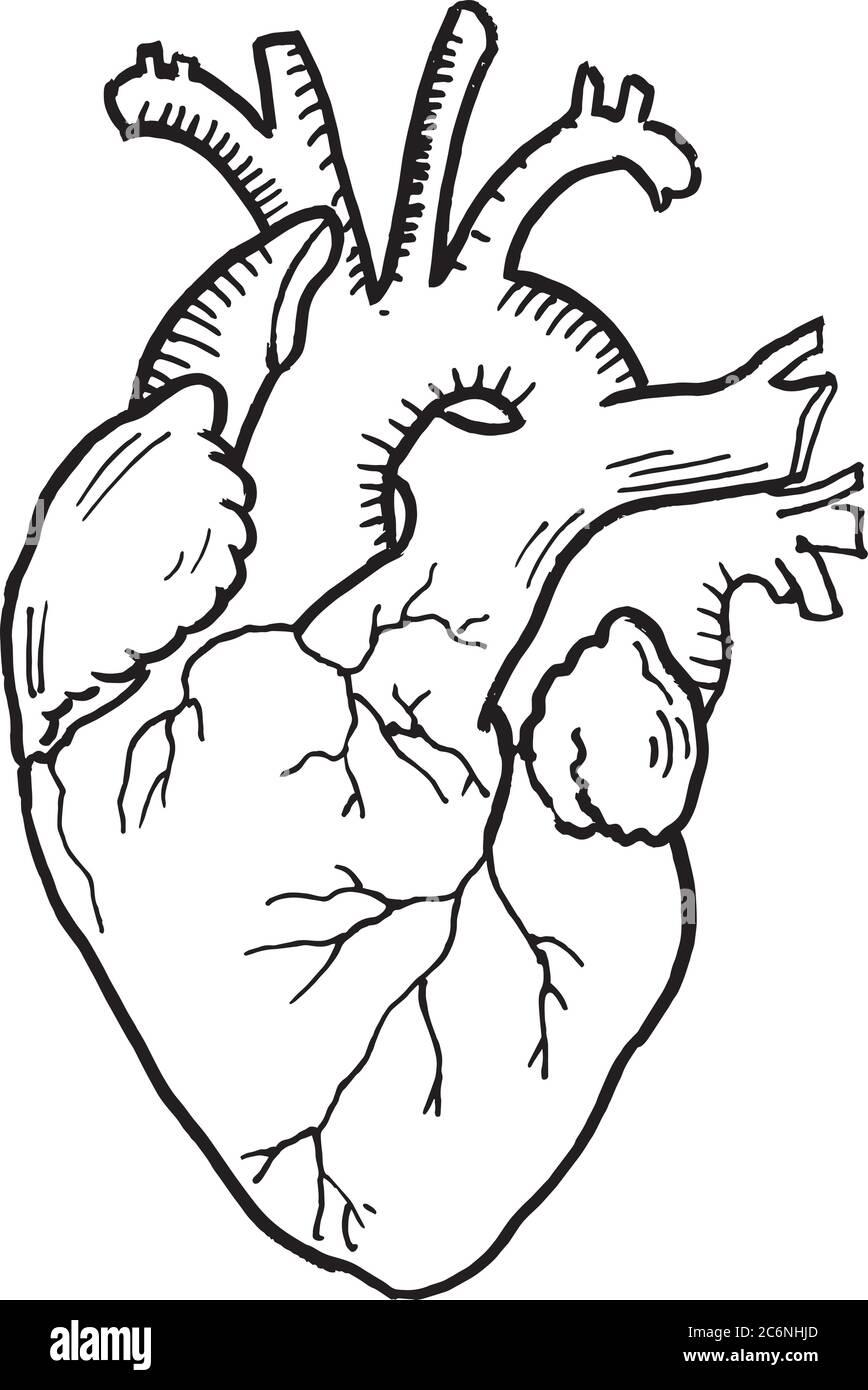 Contour Vector Outline Drawing Of Human Heart Organ Medical Design Editable Template Stock Vector Image U0026 Art Alamy