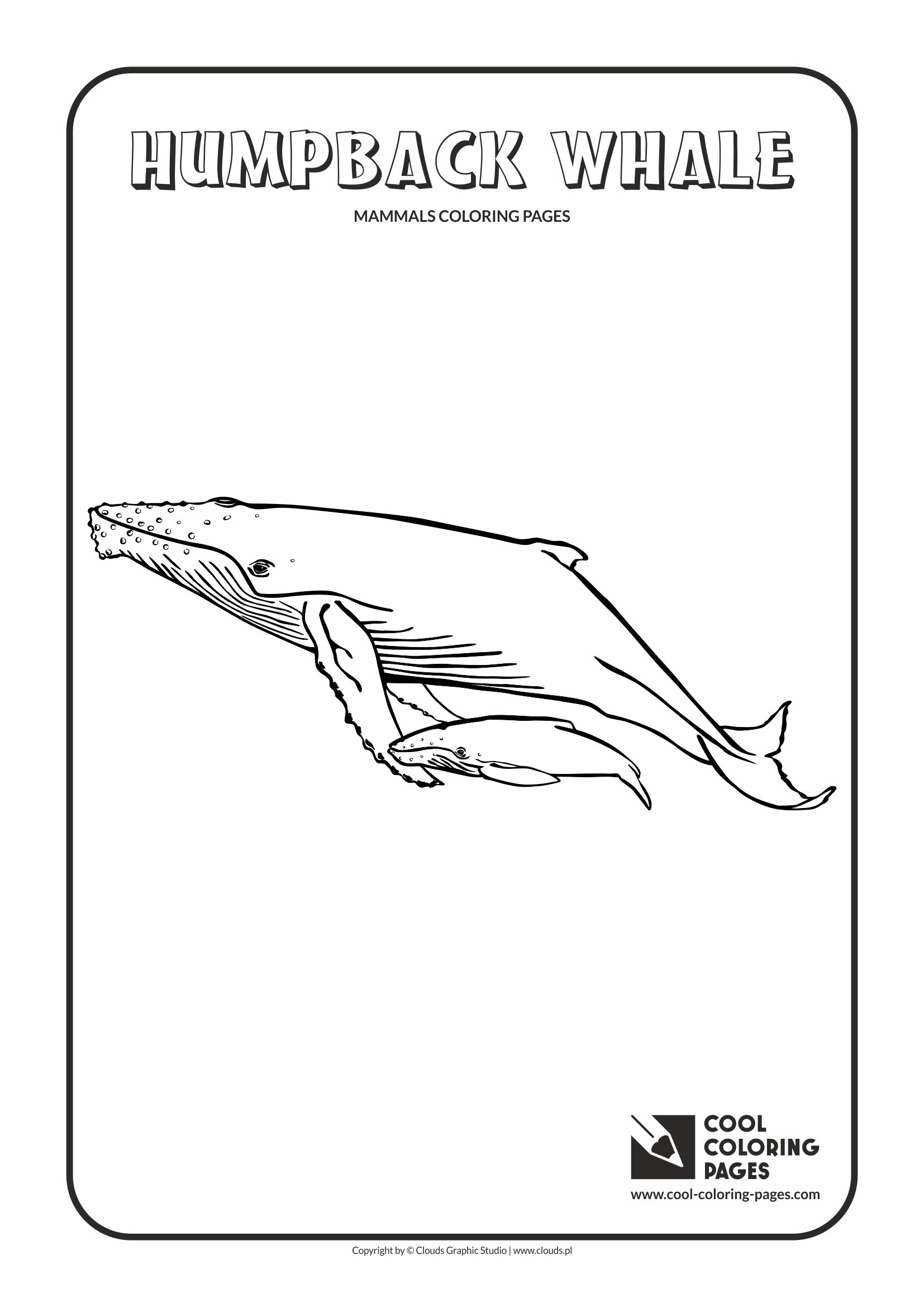 humpback whale coloring page