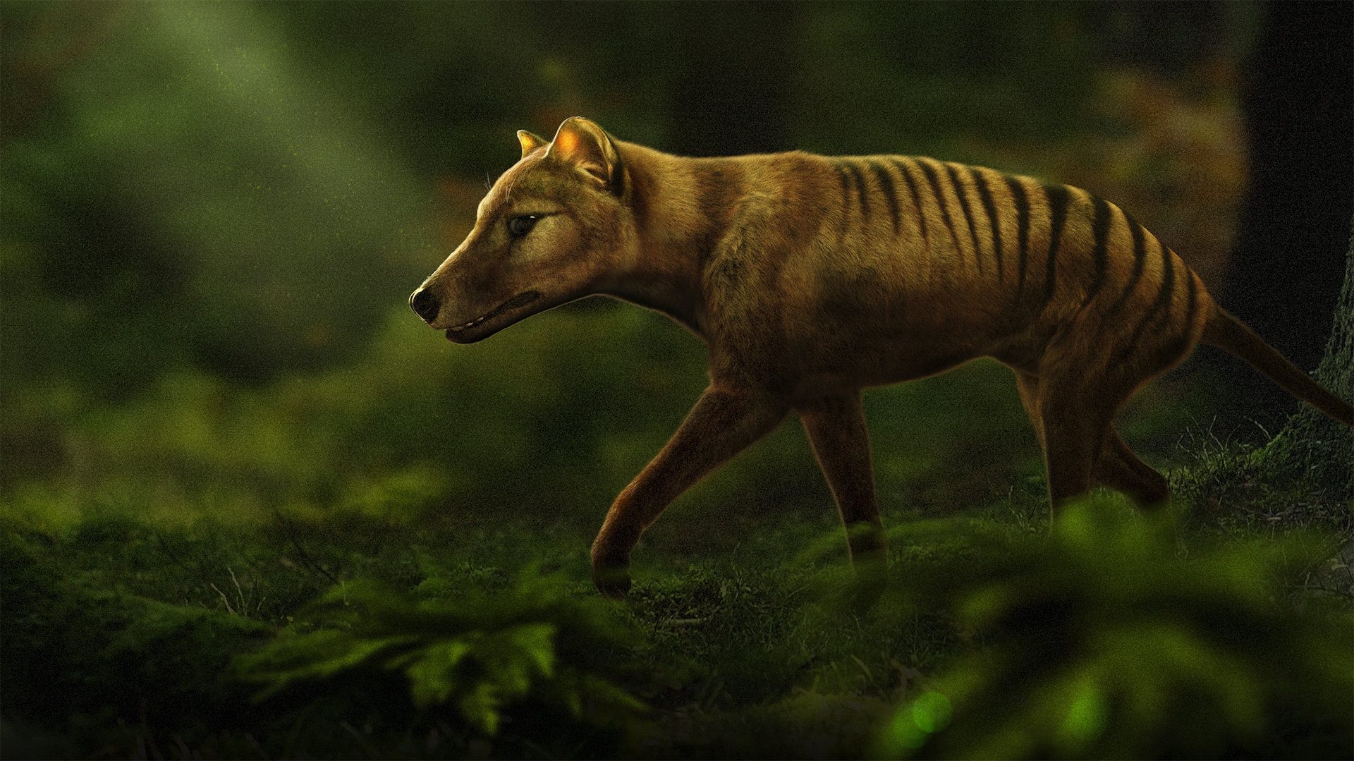 tasmanian tiger colorized