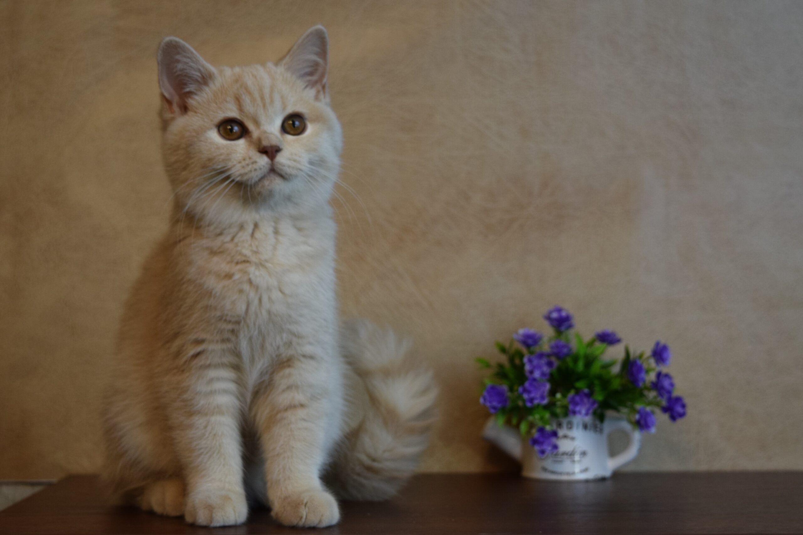cream color cat