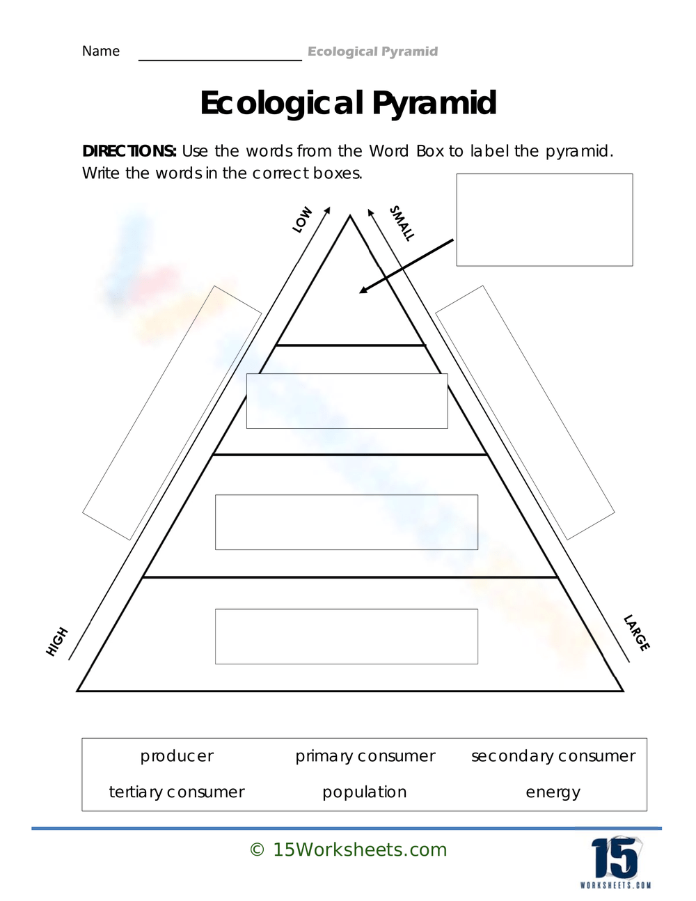 Create Ecological Pyramids Worksheet