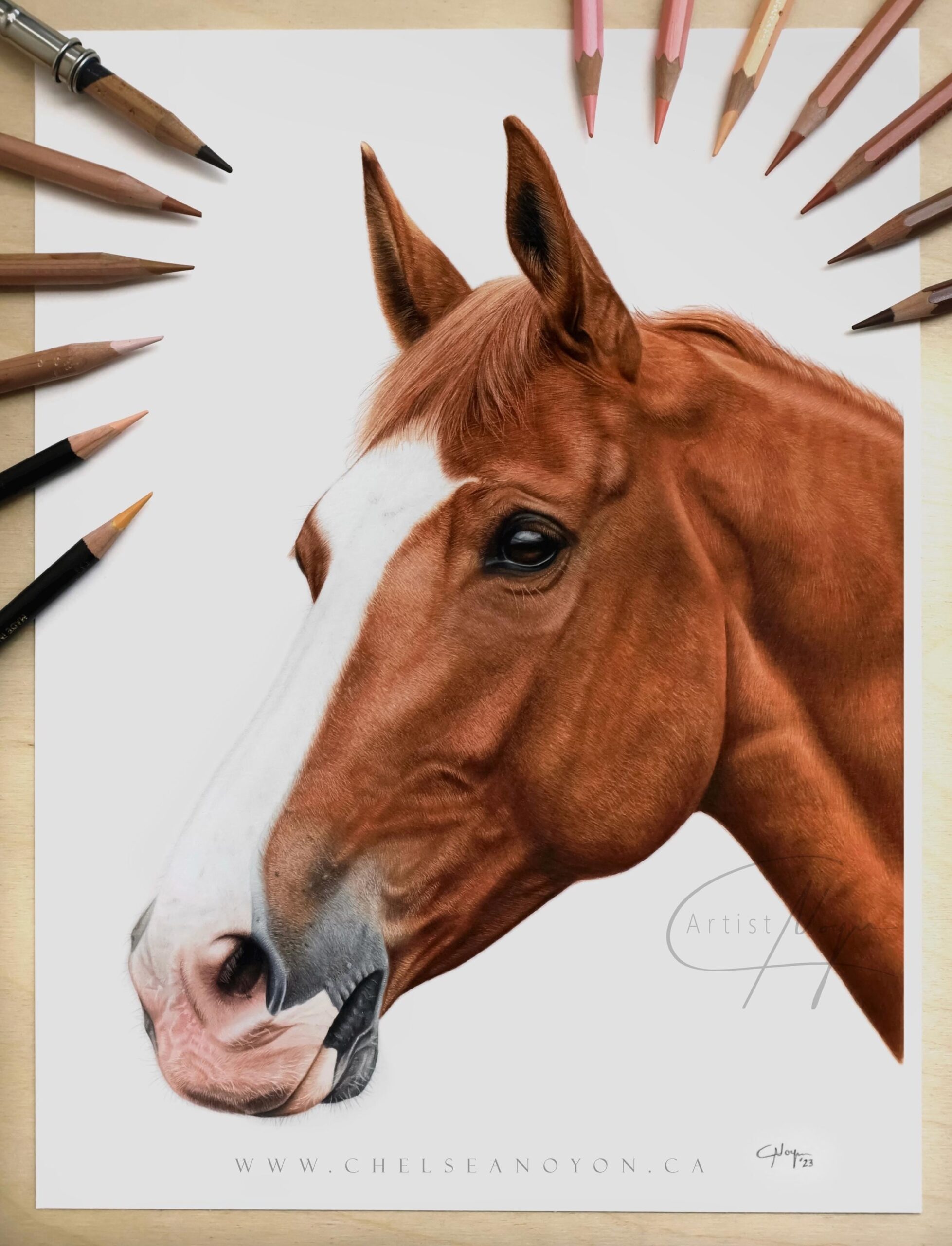 Custom Horse Colored Pencil Portrait Equine Art Coloured Drawings Realistic Commission Artwork From Photo Original Gift Memorial Etsy