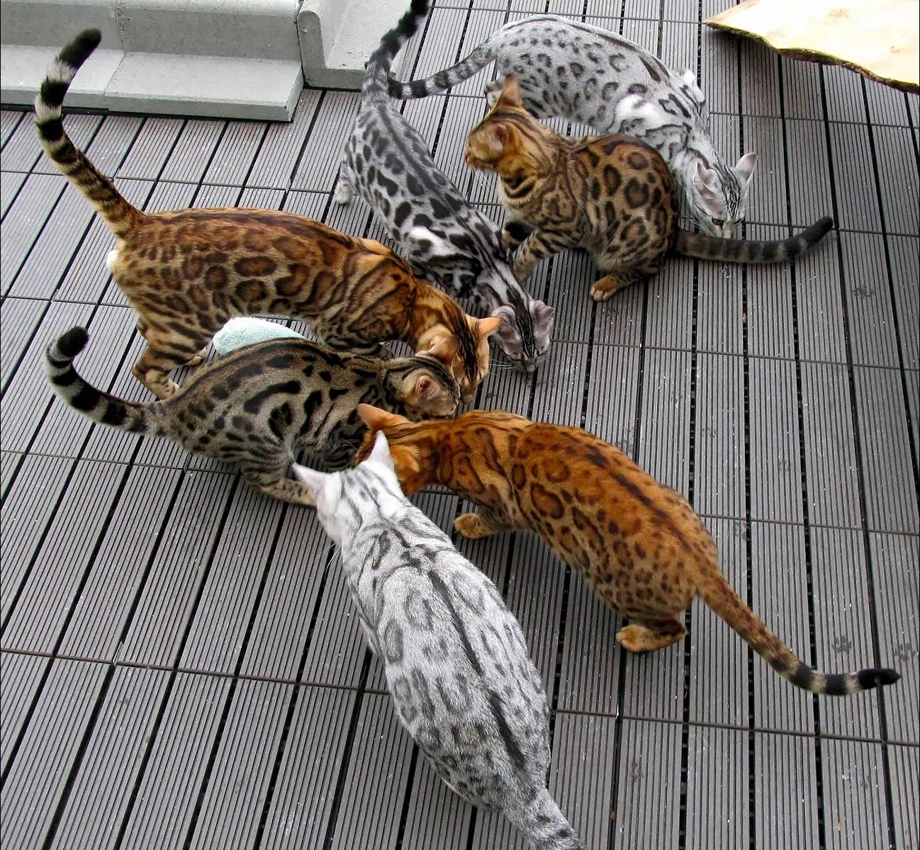Different Bengal Cat Coats Shop