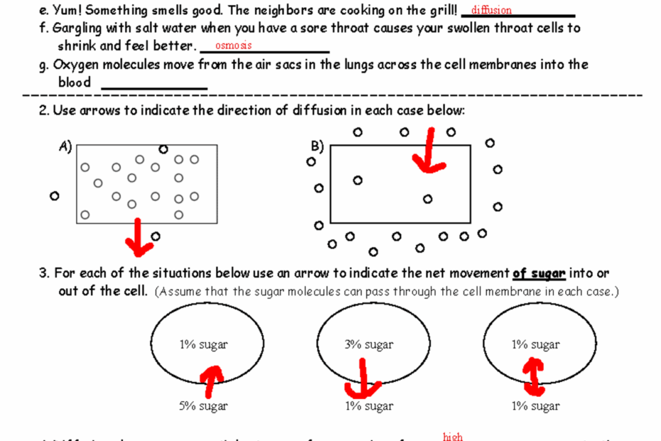 Diffusion And Osmosis Worksheet Sovspg Diffusion And Osmosis