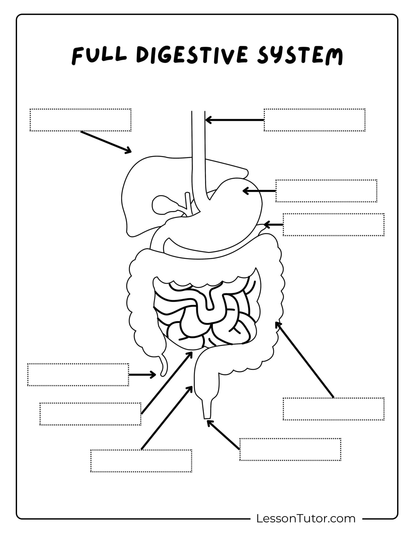 digestive system worksheet