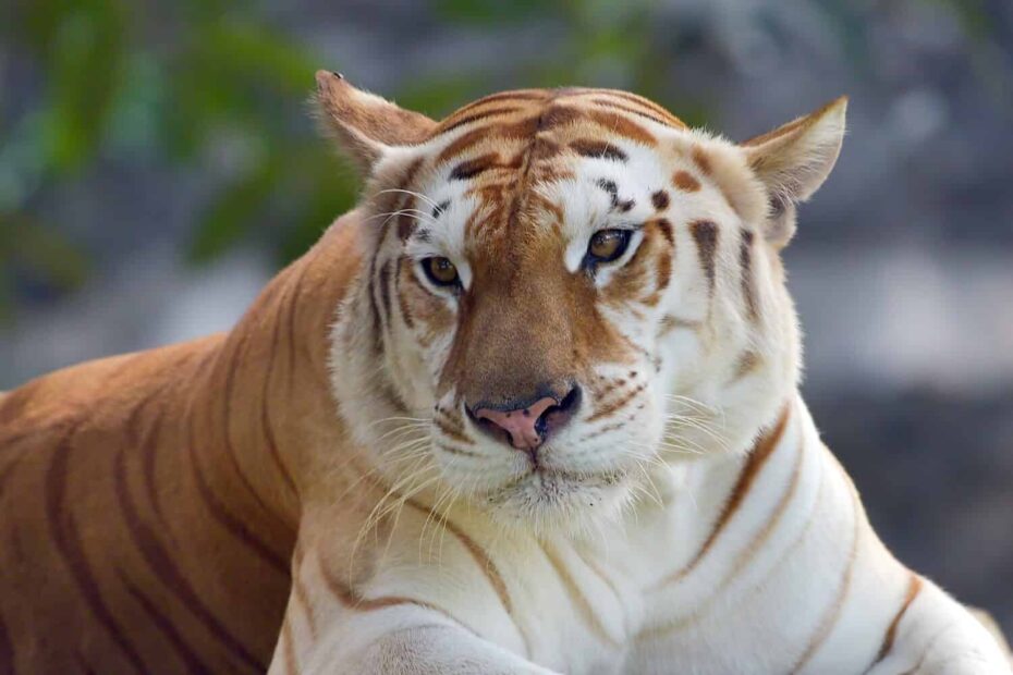 Discover The Top 6 Rarest Tiger Species On The Planet A Z Animals