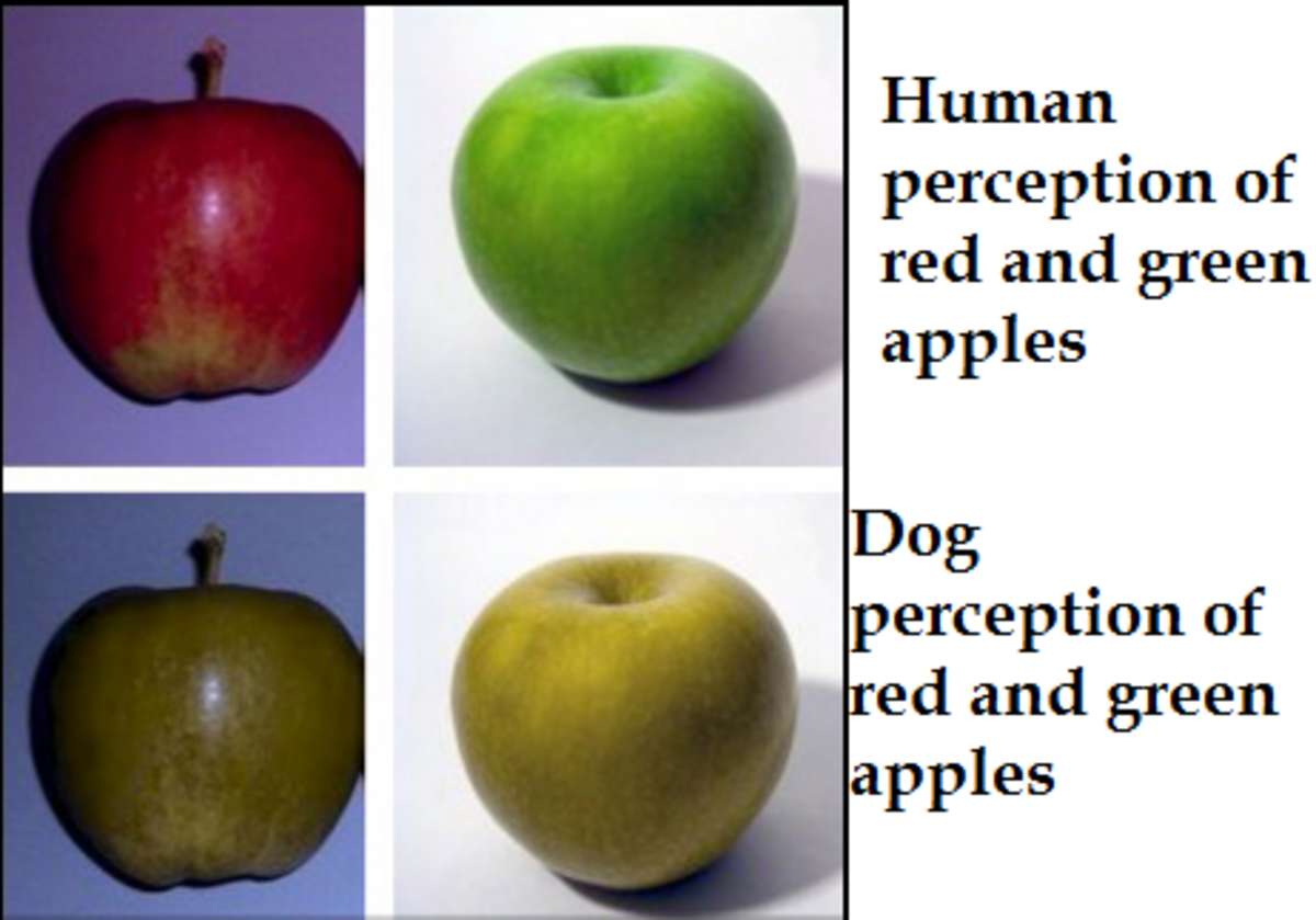 Discovering How Dogs See Color Dog Discoveries