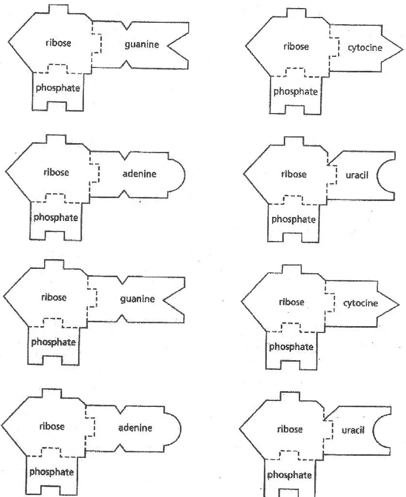 DNA U0026 RNA Templates Science Classroom Teacher Resources