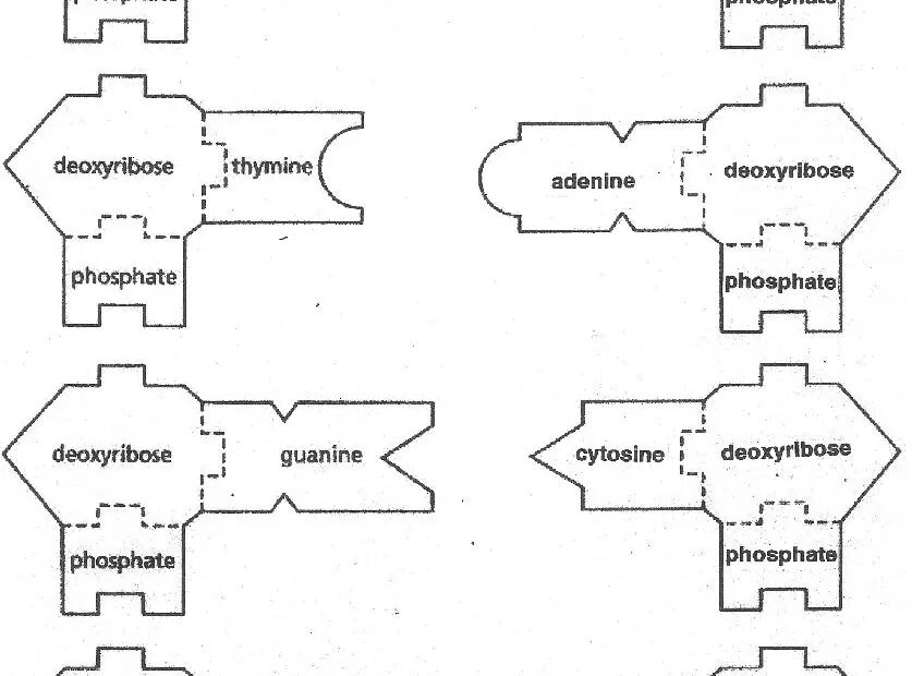 DNA U0026 RNA Templates Science Classroom Teacher Resources