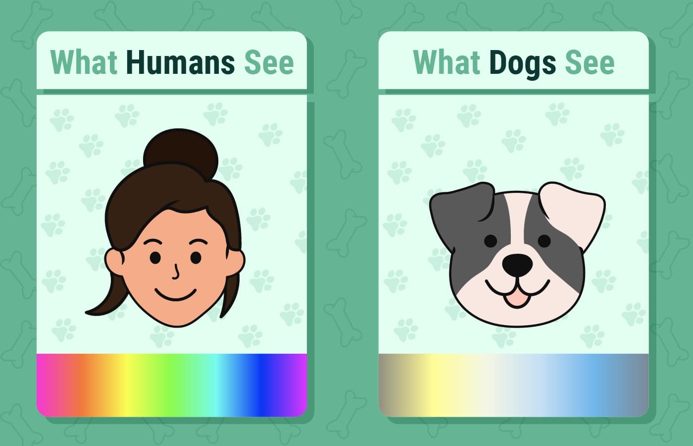 Do Dogs Dislike Certain Colors Facts U0026 FAQ With Infographic 
