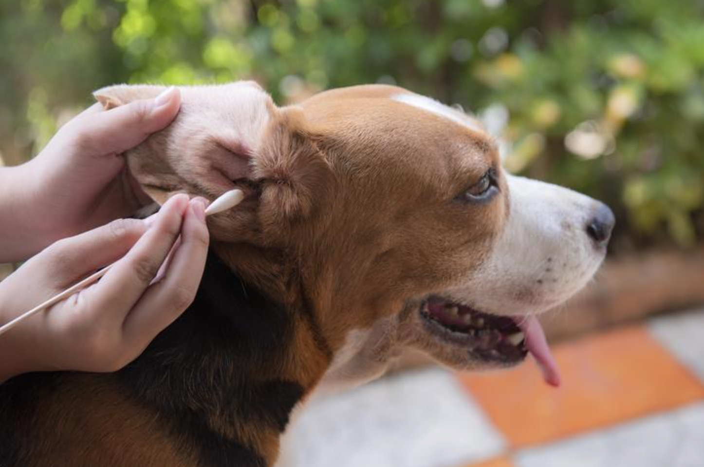 Dog Ear Wax Color Chart U0026 Healthy Ear Care Guide
