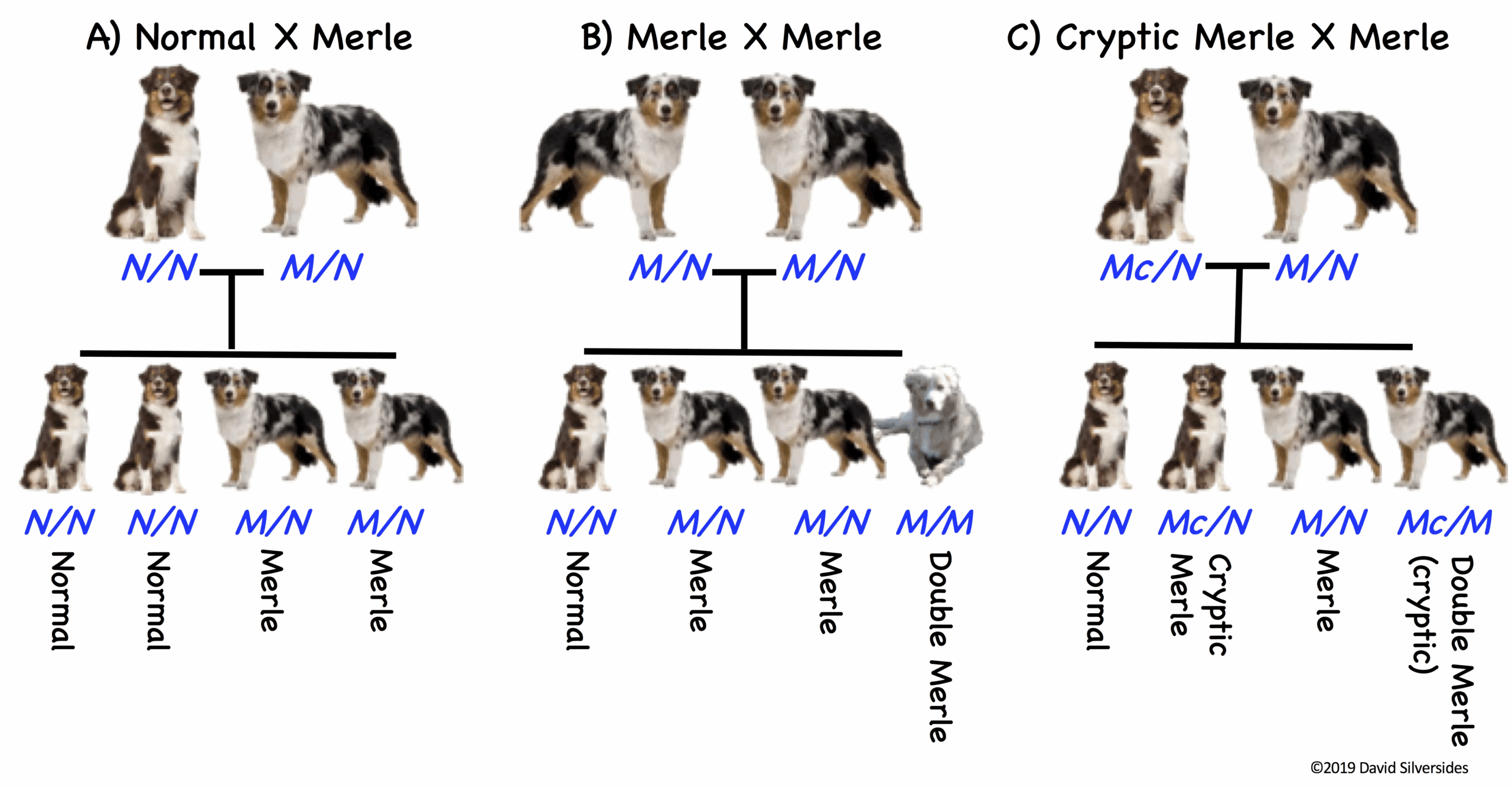 Dog Genetic Profile Merle Laboratoire De G n tique V t rinaire