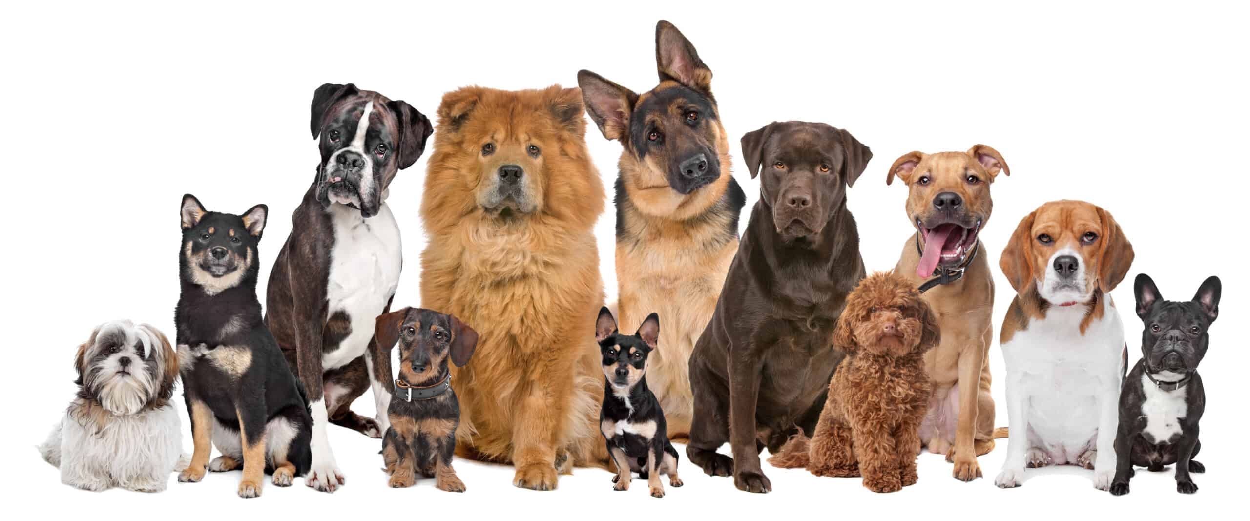 cream colored dog names
