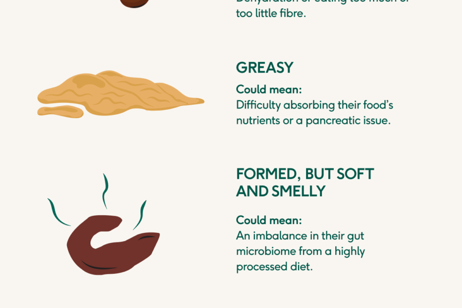 Dog Poo Decoded Colour Consistency And Smell vet Approved Guide Lyka Blog