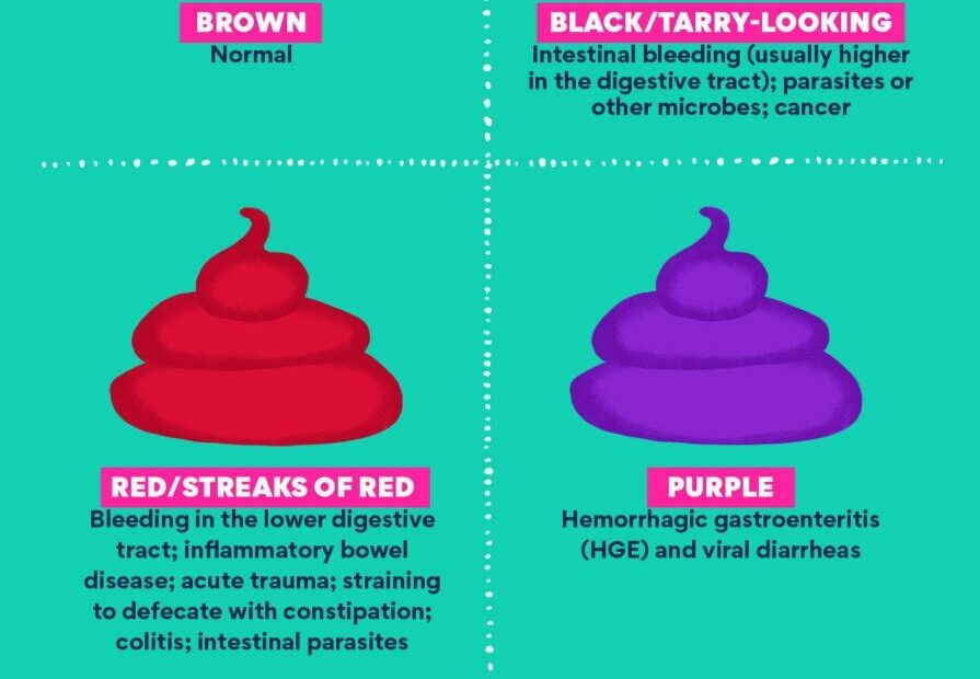 Dog Poop Color Chart Is Your Dog s Poop Healthy Chewy