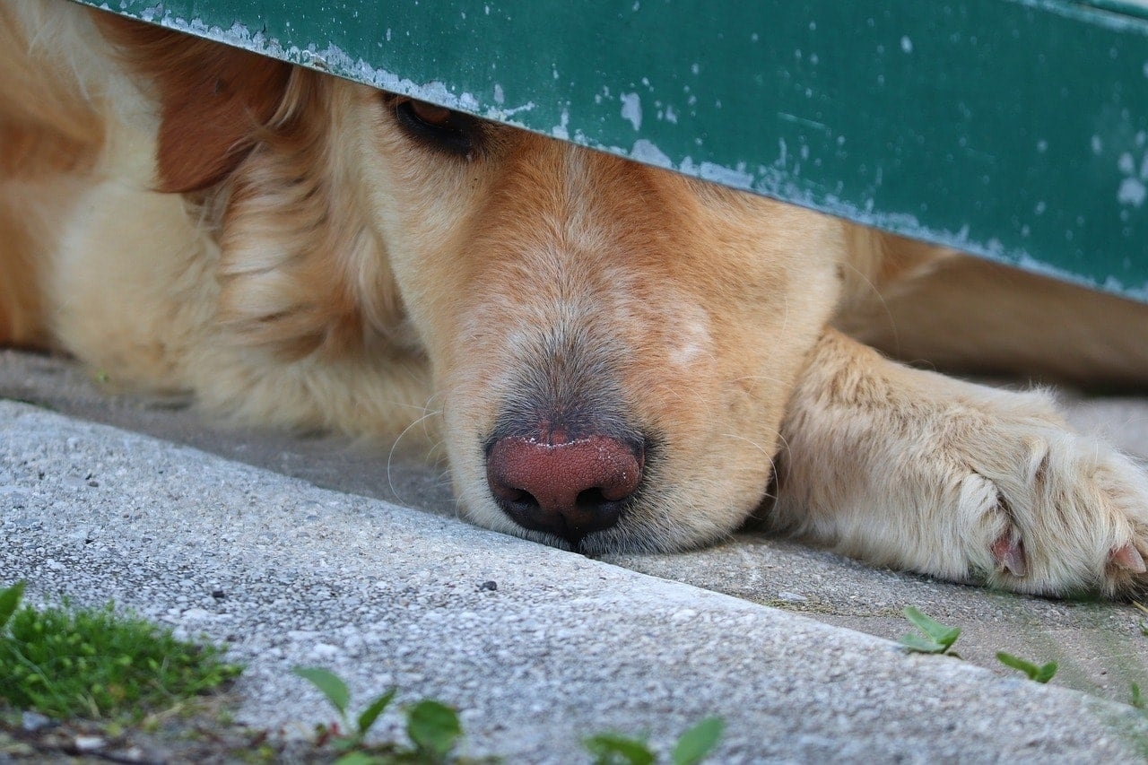 do dogs noses change color