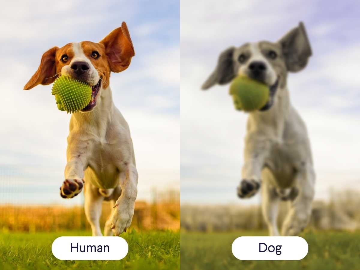Dog Vision What Colors Can See Live Science