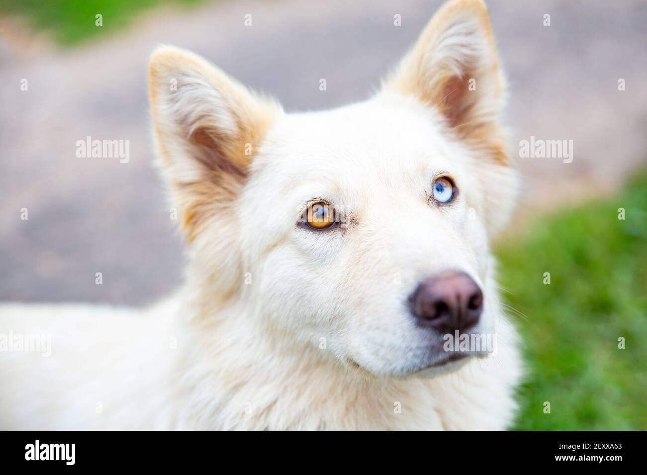 dogs with two eye colors
